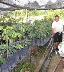 Sediakan tapak penanaman durian dengan mengorek lubang 80x80x80 cm. Kertas Kerja Penanaman Durian Dino Syukl