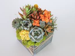 Seeking out colorful succulents with beautiful leaves can help with a great arrangement. Pruning Succulents Tips For Maintaining Your Succulent Arrangement Unusualseeds