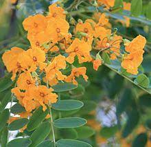 It was recently assigned to the informal monophyletic pterocarpus clade within the dalbergieae. Tipuana Wikipedia