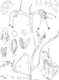 Image result for Hydrostachys insignis