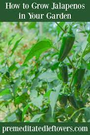 Space plants 14 to 16 inches apart to allow good air circulation. How To Grow Jalapenos In The Garden From Seed To Harvest