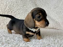See more of dachshund puppies for sale near me on facebook. Miniature Dachshund Puppies For Sale Wisbech Cambridgeshire Pets4homes