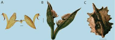 Image result for Justicia striata