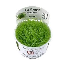 Image result for Thunbergia graminifolia