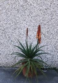 Image result for Aloe arborescens