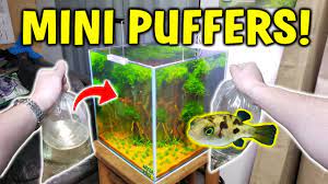 The scribbled mappa puffer is semi aggressive towards other fish and is suitable for mostly fish only aquariums. Adding Mini Puffer Fish To Planted Aquarium W Pea Puffer Care Guide Youtube
