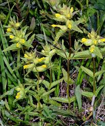 Image result for Rhinacanthus xerophilus