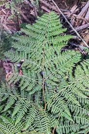 Image result for Hypolepis