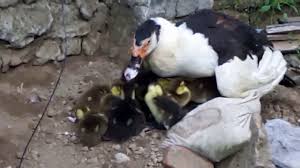 Alhamdulillah Bisa Melihat Hasil Perkawinan Silang Antara Bebek Dan Itik Youtube