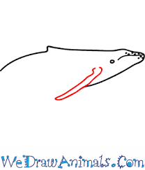 The best selection of royalty free humpback whale sketch vector art, graphics and stock illustrations. How To Draw A Humpback Whale