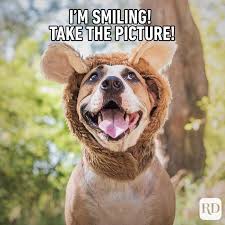 Check spelling or type a new query. 45 Hilarious Dog Memes You Ll Laugh At Every Time Reader S Digest
