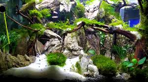 Beli produk aquarium unik berkualitas dengan harga murah dari berbagai pelapak di indonesia. Design Aquarium Unik Cantik Menarik Yani Anel Youtube