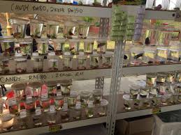 Amazing catch up many betta fish in beautiful lake. Lukisan Ikan Laga Dalam Akuarium Cikimm Com