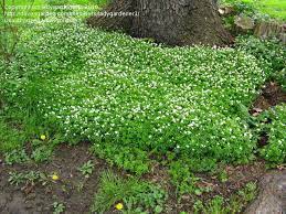 Maybe you would like to learn more about one of these? Plantfiles Pictures Galium Species Sweet Woodruff Our Lady S Lace Sweetscented Bedstraw Galium Odoratum By Ladygardener1