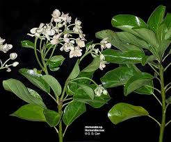 Image result for Hernandiaceae