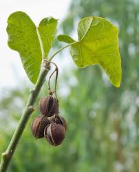 Image result for Jatropha curcas