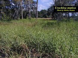 Image result for Urochloa umbellata