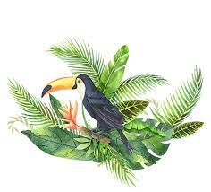 Toucan Free Png Images Free Digital Image Download Transparent Background Upcrafts Design Bird Poster Paint Vector Big Bird