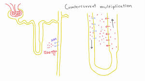 Kidneys of desert animals have loops of henle to make the animals' urine as concentrated as possible and limit the amount of water and salt they loose. Countercurrent Multiplication In The Loop Of Henle Youtube