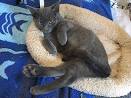 Russian Blue Kittens for Sale & Cats for Adoption ...