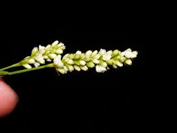 Image result for Persicaria barbata