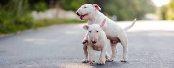 The male stands at 19 inches at the withers and weighs around 30 to 80 lbs, while females are about 18 inches and 30 t0 80 lbs in weight. Pitbull Growth Chart When Do Pitbulls Stop Growing