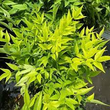 Image result for Nandina