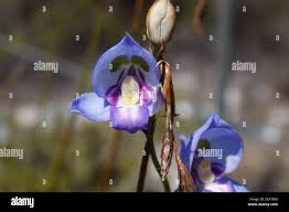 Image result for Disa baurii