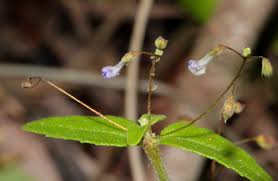 Image result for Coleus rhodesianum