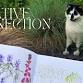 Creative Connection | Nature-based Art Workshop event in Alexandria