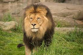 Zawadi The 500 Lb Big Daddy Of The Oregon Zoo Lion Pride His March Meet The Cubs Video Has Since Logged 1 8 Million Views Watch It Aga Lion Zoo Black Lion