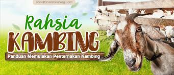 Kandang kambing modern untuk penggemukan adalah kandang dengan bentuk panggung. Rahsiakambing Panduan Memulakan Penternakan Kambing