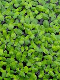 Image result for Lemna trisulca