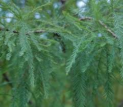 Image result for Taxodium