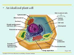 Check spelling or type a new query. A Tour Of The Cell Structure And Function