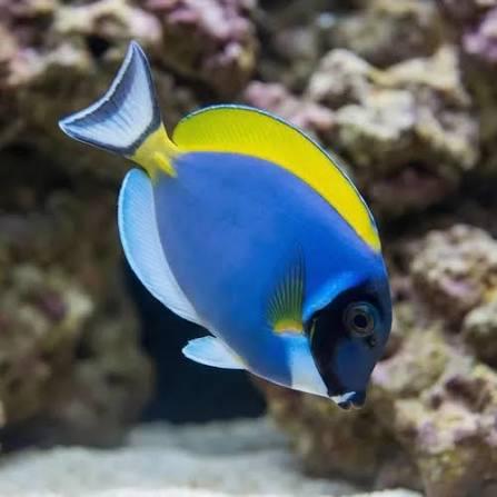 Powder Blue Tang - Tangs - Saltwater Fish