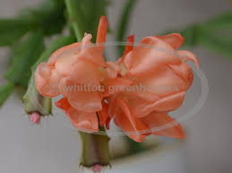 All orders are custom made and most ship worldwide within 24 hours. Whitton Greenhouses Christmas And Easter Cactus Plants