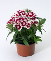 Image result for Dianthus chimanimaniensis