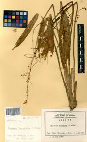 Image result for Burnatia enneandra