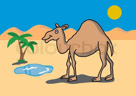 The whitish ground ahead is the river bed. Homorous Cartoon Illustration Of Camel Stock Image Colourbox