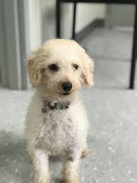 adopt a pint-sized pitbull mix named Kalilah