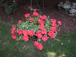 Image result for Portulaca foliosa
