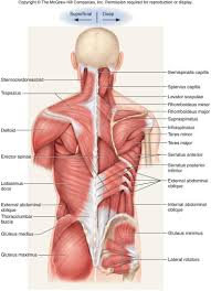 Levator Scapulae Med Bilder Menneskekroppen Anatomi Og Fysiologi Medisin