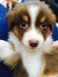 Der australian shepherd zählt zu den aktiven und cleveren hunderassen. 33 Australian Shepherd Ideen Australian Shepherd Hunde Australian Shepherd Welpen