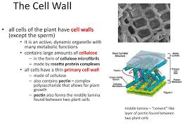 Plant cell have all except. Angiosperms Form Function Ppt Download