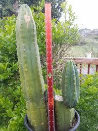 A mature san pedro cactus plant would put up with freezing temperatures as low as 15 °c, and if it mutates to the cold environment, it can steadily thrive even when surrounding conditions are below 5°c. First Mescaline Trip Today Advice Trip Report The Psychedelic Experience Shroomery Message Board