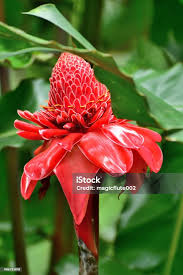 Image result for Etlingera elatior