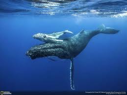 Winners Of The 2017 Nat Geo Nature Photographer Of The Year Contest Will Take Your Breath Away Ocean Animals Whale Animals