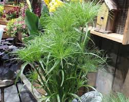 Image result for Cyperus sp.no.2