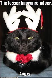 Untitled Christmas Cats Crazy Cats Funny Animals